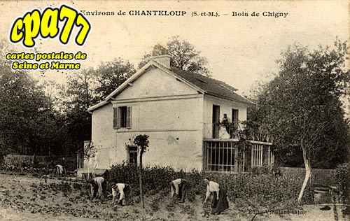 Chanteloup En Brie - Bois de Chigny