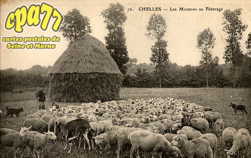 Chelles - Les Moutons au Pturage