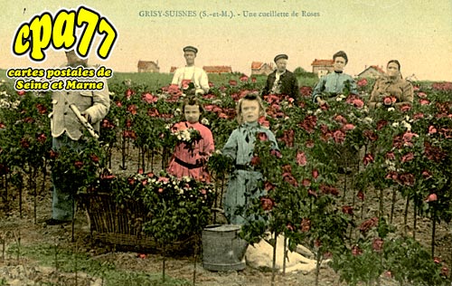 Grisy Suisnes - Une cueillette de Roses