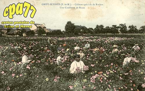 Grisy Suisnes - Culture spciale de Rosiers - Une cueillette de Roses