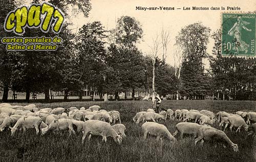 Misy Sur Yonne - Les Moutons dans la Prairie