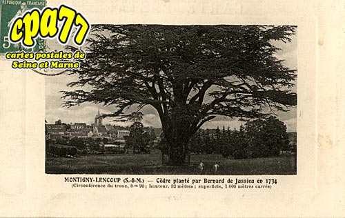 Montigny Lencoup - Cdre plant par Bernard de Jussieu en 1734