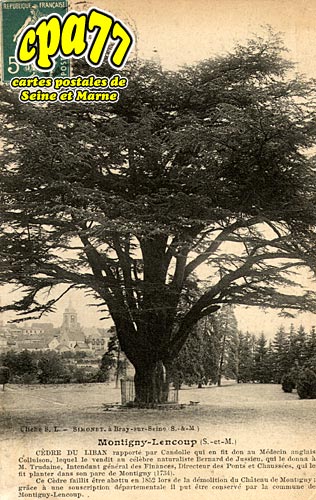 Montigny Lencoup - Cdre du Liban, plant par Bernard de Jussieu en 1734