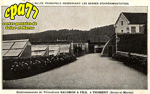 Thomery - Etablissement de Viticulture SALOMON et Fils, vue de l'allée principale desservant les serres d'expérimentation