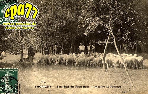 Thorigny Sur Marne - Sous-Bois des Petits-Bons - Moutons au Pturage