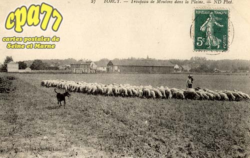 Torcy - Troupeau de Moutons dans la Plaine